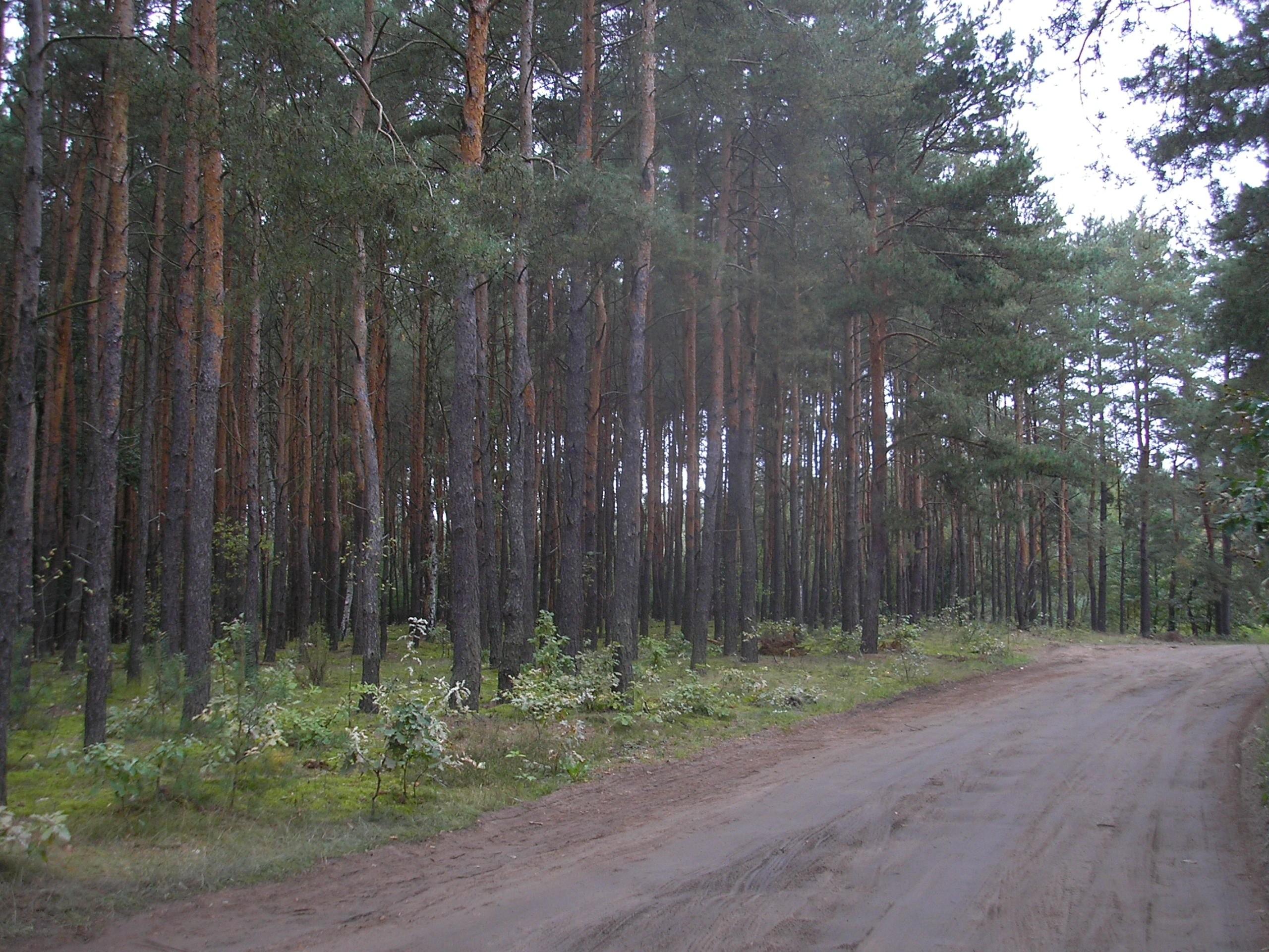 dzialka lesna 42 hektary pod toruniem — zdjęcie 3
