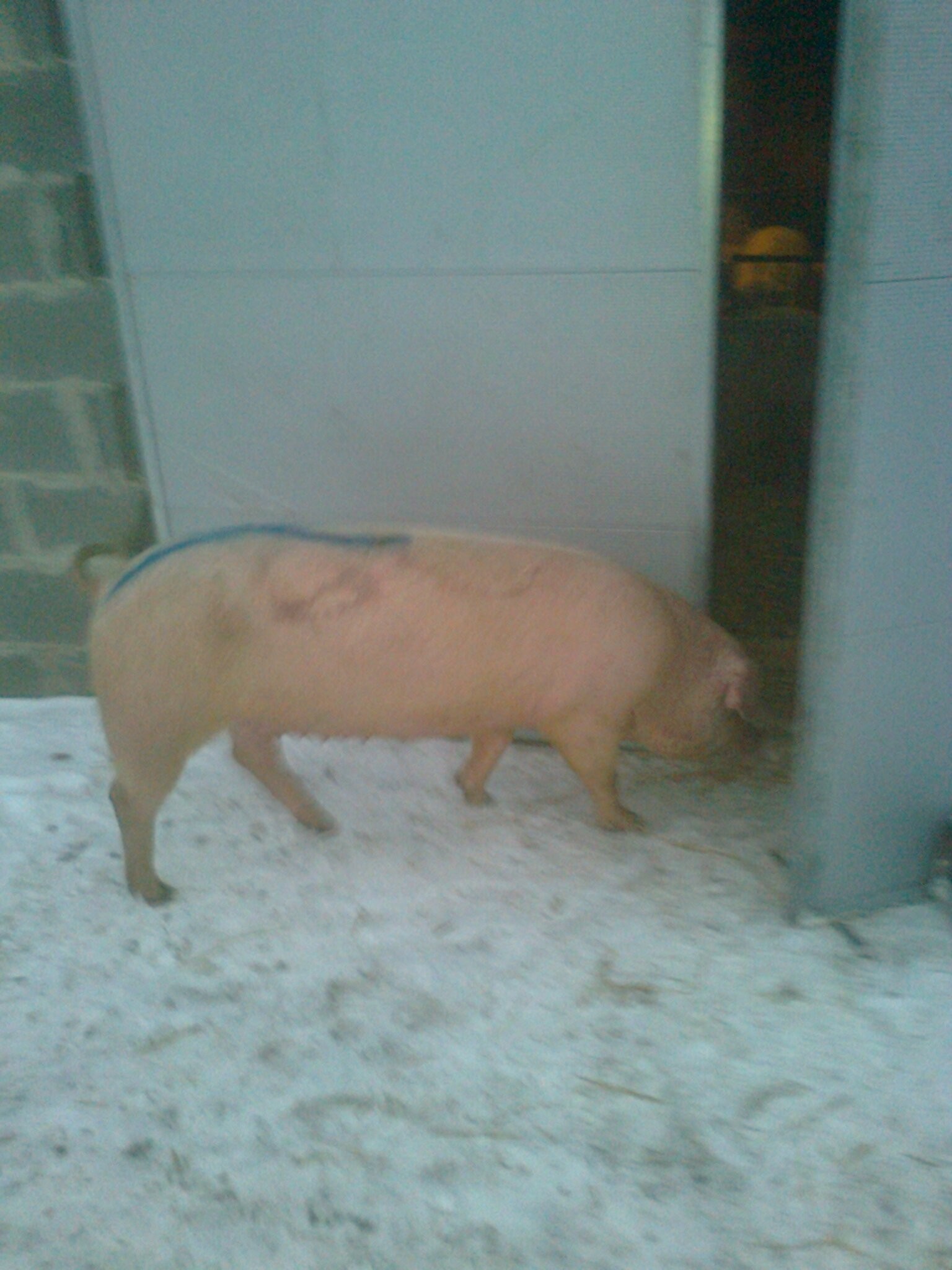 loszki knurki rasy PBZ DUROC   DUROC/PIETREN — zdjęcie 4