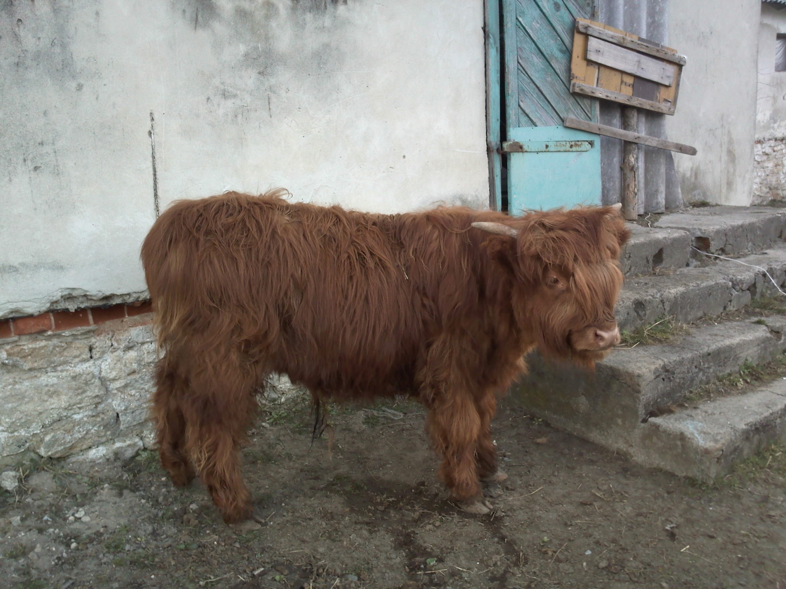 Highland Cattle szkockie jałówki byki cielaki — zdjęcie 4