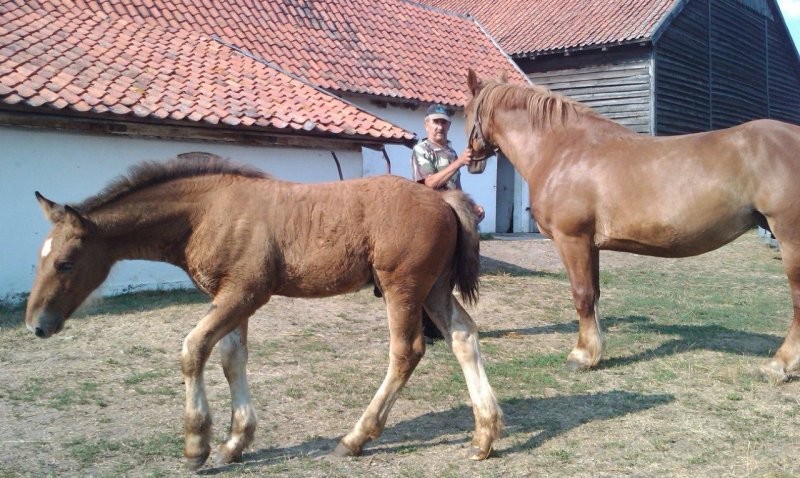 sprzedam klacze zimnokrwiste — zdjęcie 1