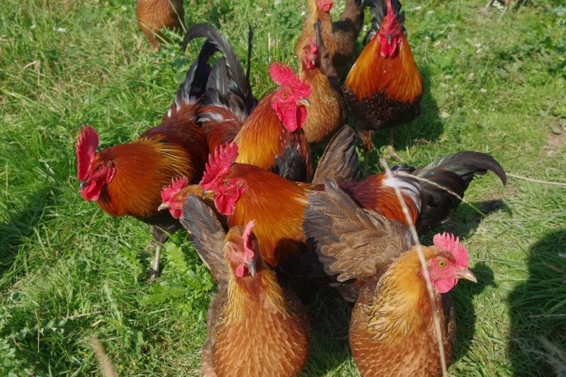 kogutki zielononóżki kuropatwianej — zdjęcie 1