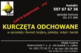 kurki koguty kurczęta