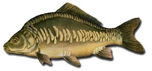 Karp kroczek 5 ton