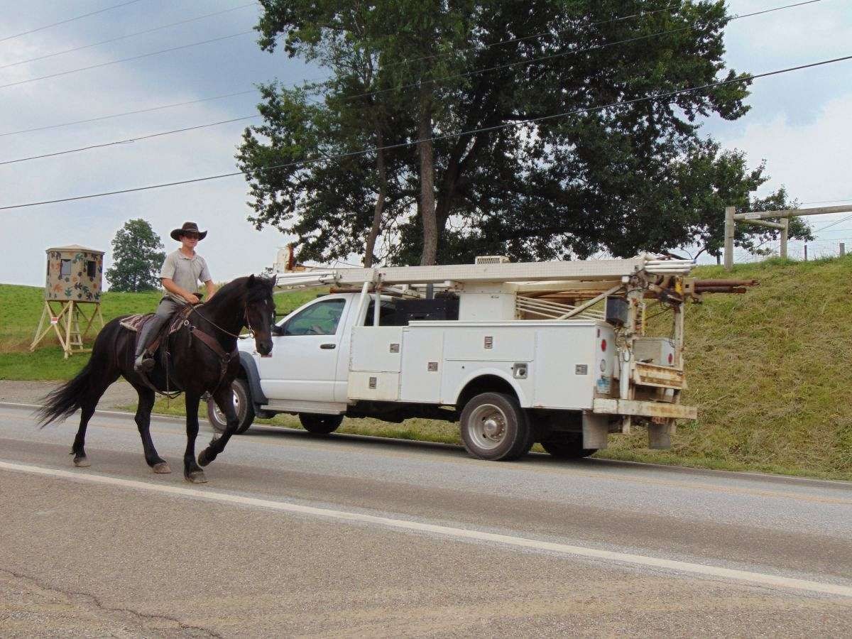 koń friesian na sprzedaż — zdjęcie 4