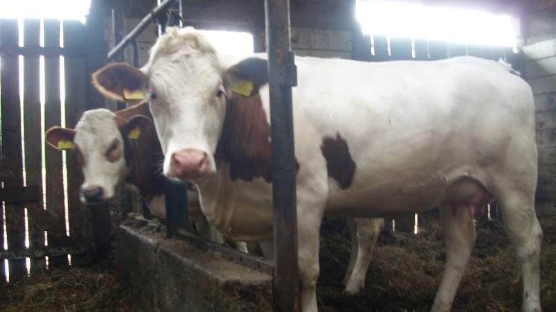 Jałówki, krowy Simmentaler, Montbeliarde — zdjęcie 5