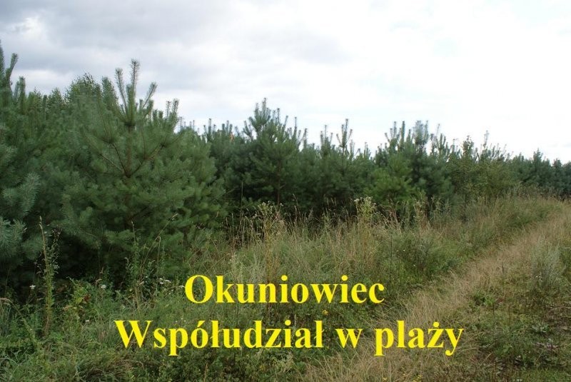 (77) Działka nad jeziorem w Okuniowcu — zdjęcie 1