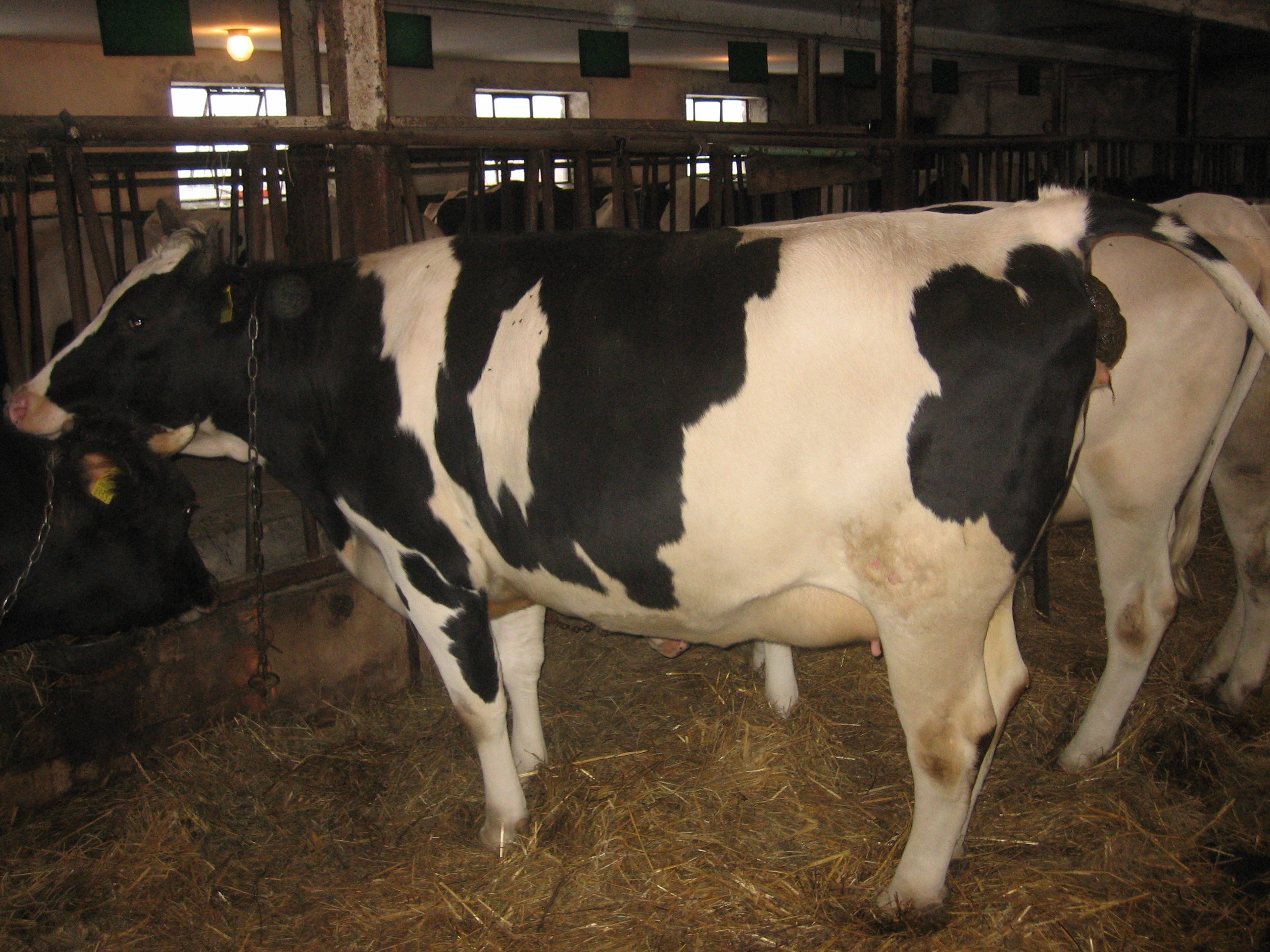 jałówki hodowlane HF  — zdjęcie 1