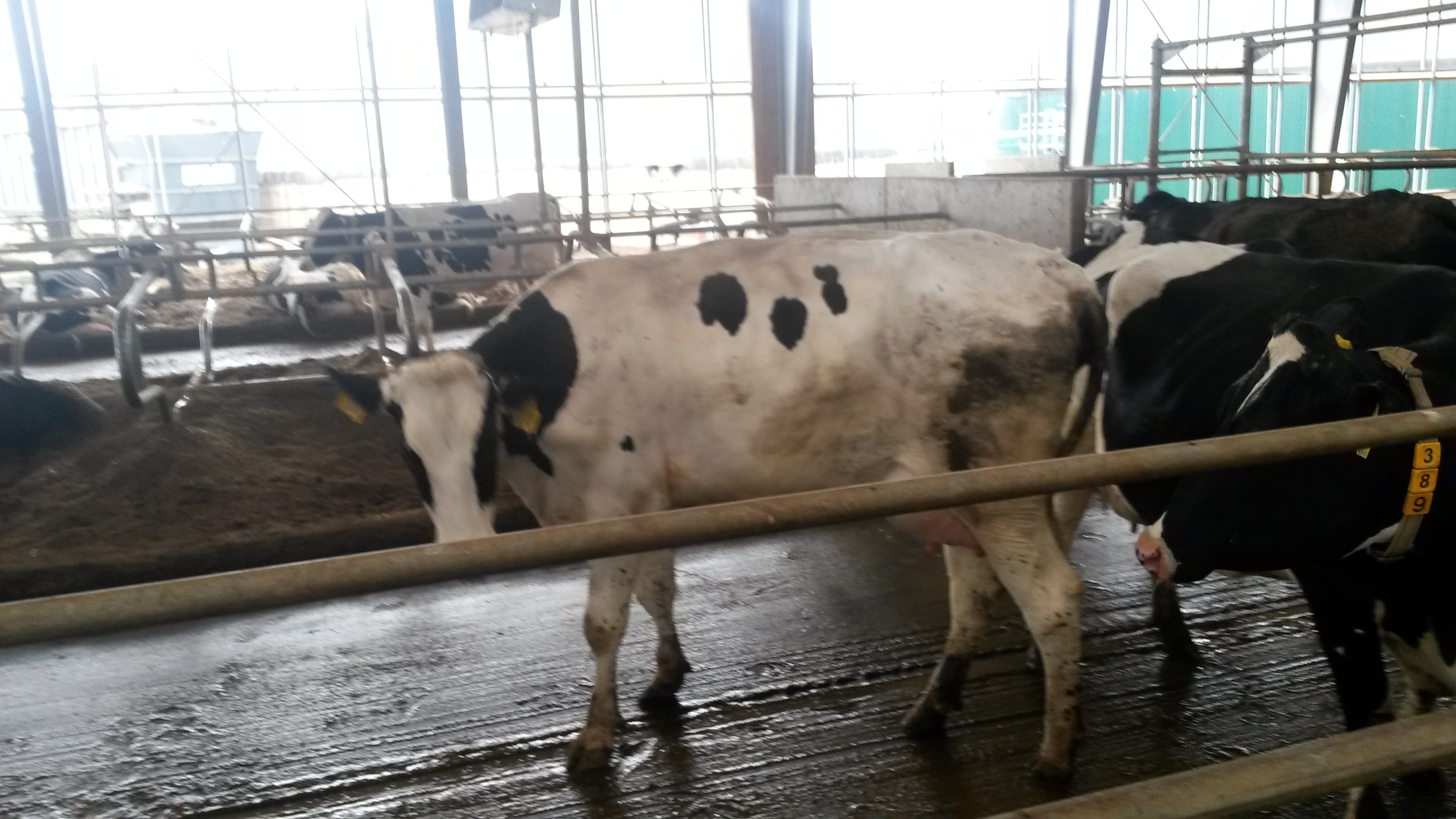 Krowy i Jałówki w Atrakcyjnym Kredycie — zdjęcie 3