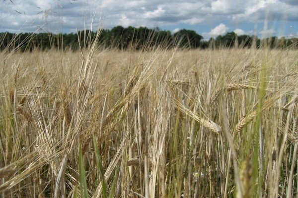 ziemia orna , gospodarstwo