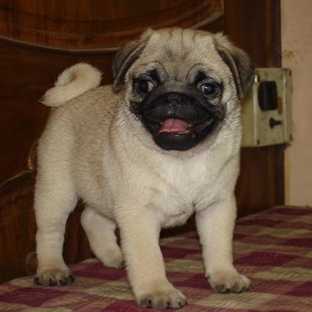 dostępne angielski bulldog do przyjęcia