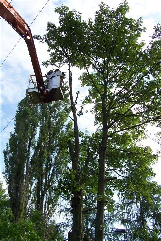 Wycinka drzew ŁÓDŹ porządkowanie terenu F-Vat — zdjęcie 1