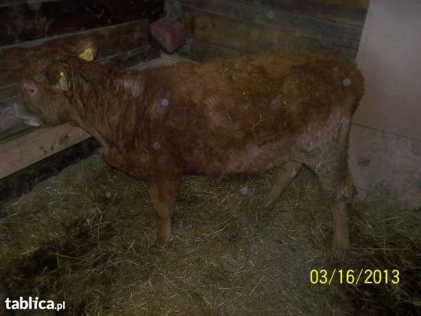 Sprzedaż jałówek rasy limousine angus i mieszance — zdjęcie 3