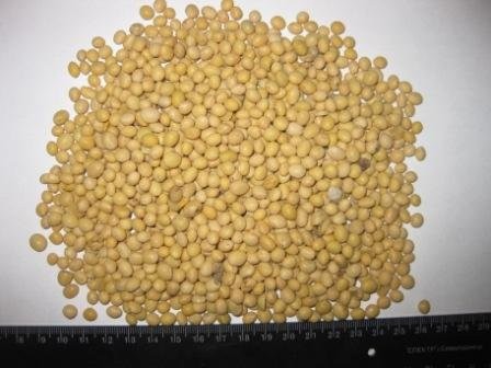 Sprzedam soje non GMO
