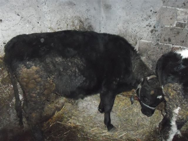 dwie jałówki — zdjęcie 1