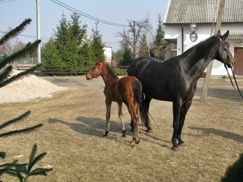 klacz wielkopolska ze zrebakiem,zrebna