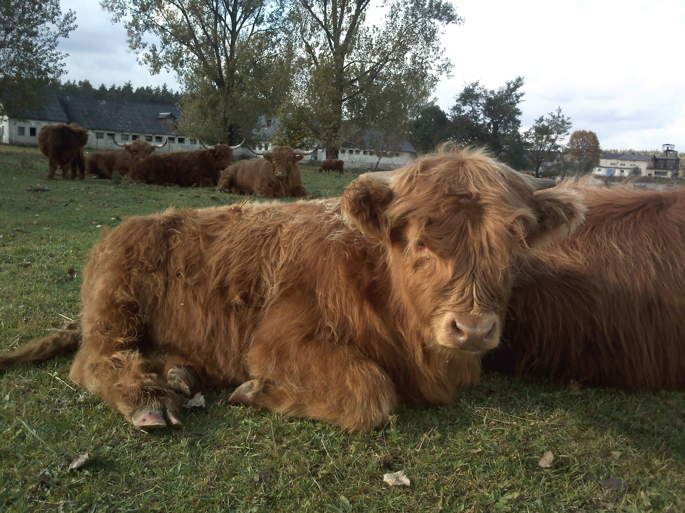 Highland Cattle szkockie jałówki byki cielaki — zdjęcie 3