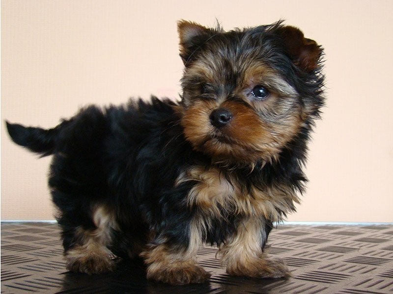 Teacup Yorkie szczenięta do przyjęcia