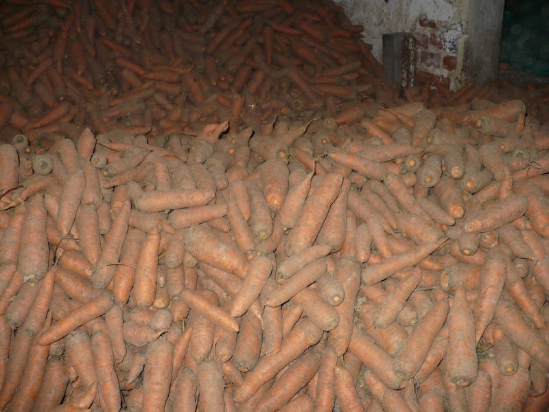 Marchew Dolnośląskie Strzegom — zdjęcie 2