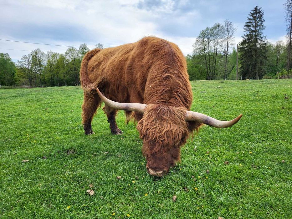 100% Rasowy buhaj byk rozpłodowy highland bydło szkockie wpis PZHiPBM — zdjęcie 1