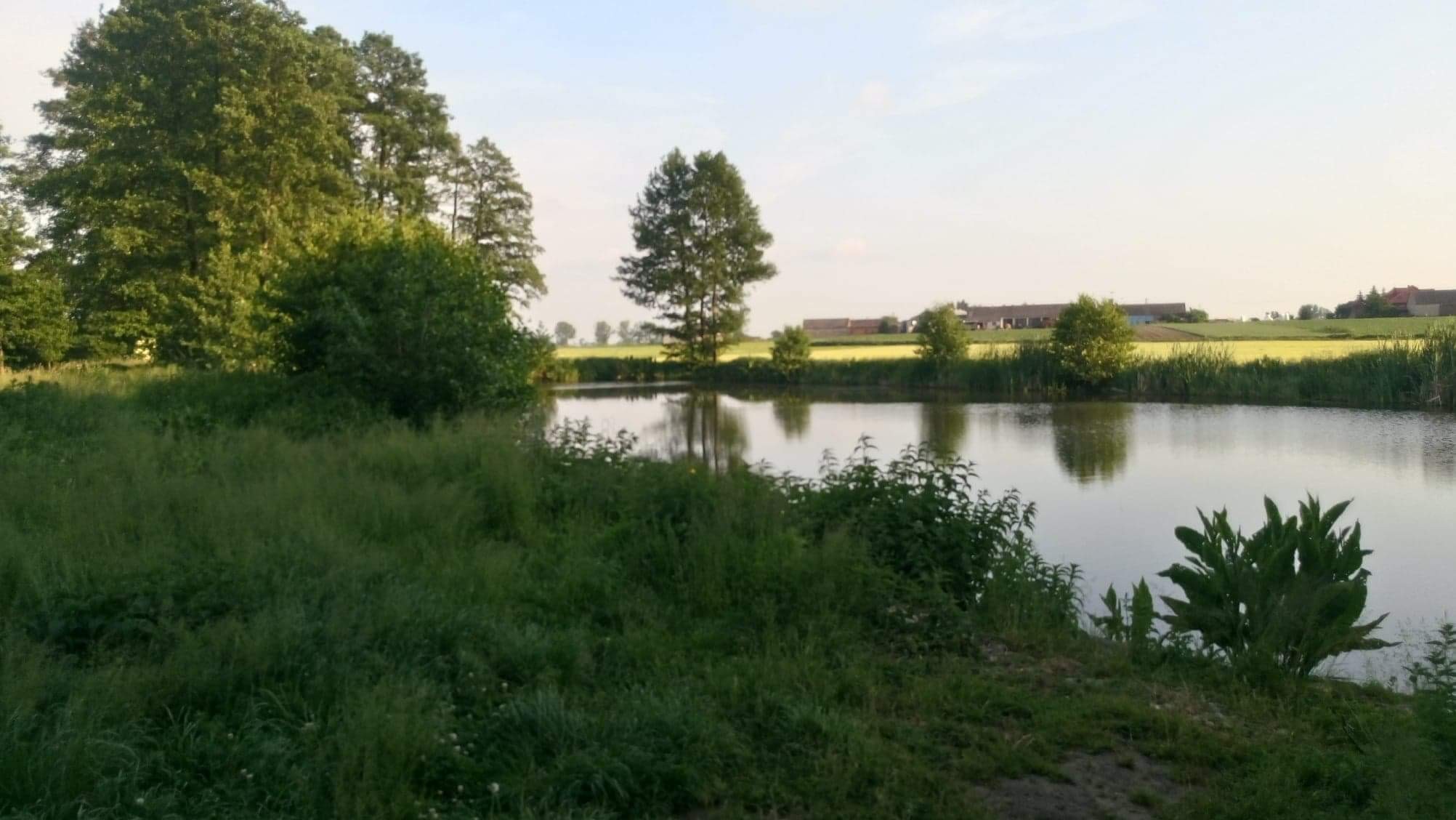 Sprzedam gospodarstwo rolne / siedlisko ze stawem  — zdjęcie 2