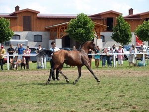 jazda konna- nauka i sport- JAZDY PRÓBNE BEZPŁATNE — zdjęcie 1