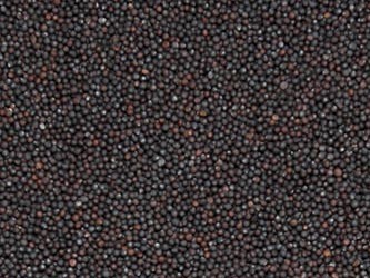 Sprzedam Krokosz, sorgo, rzepik, proso ostropest, gorczyce — zdjęcie 5