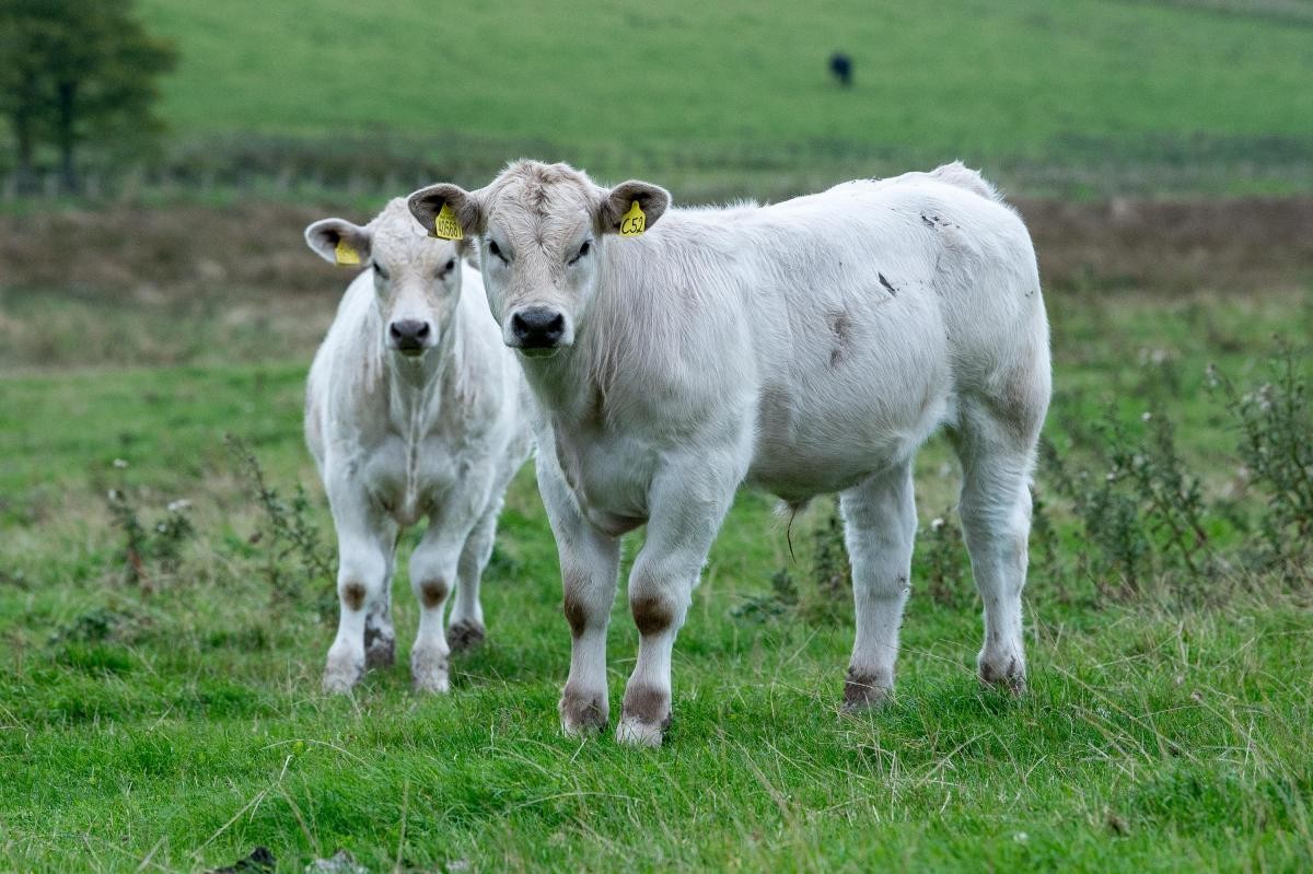 Zniżka-30%!Po całej polsce.Ograniczone!Mięsne byczki śr.waga 330kg — zdjęcie 2