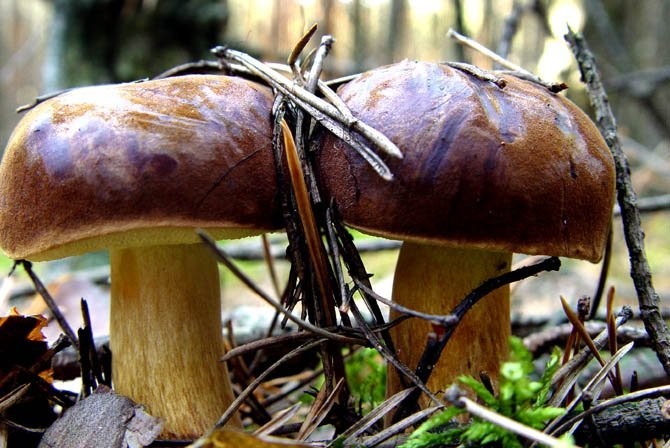 Dom piętrowy 6 pokoi w Tryszczynie t.661745738 — zdjęcie 2