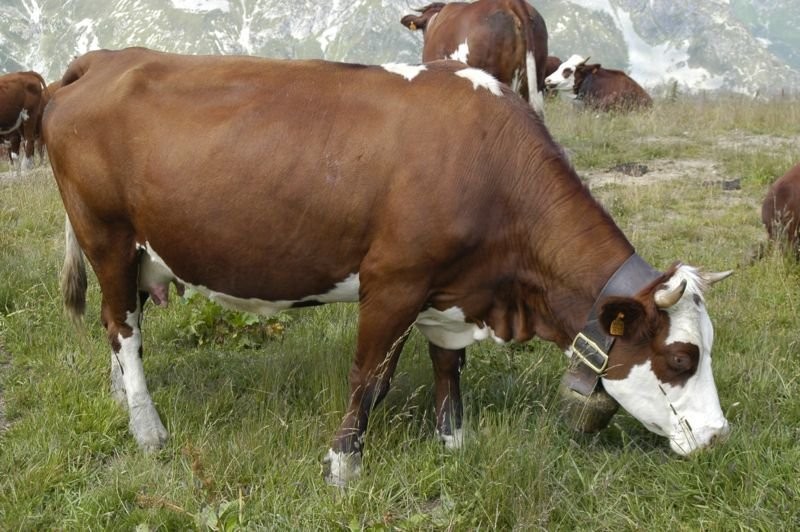 Pierwiastki  Brown the Swiss ( Szwajcarskie bydło