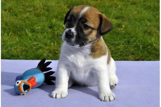 Bildschöne Jack Russell Terrier Welpen — zdjęcie 1