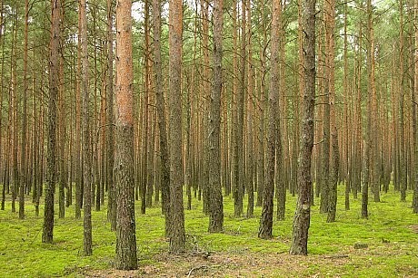 Sprzedaż Działek Budowalnych — zdjęcie 2