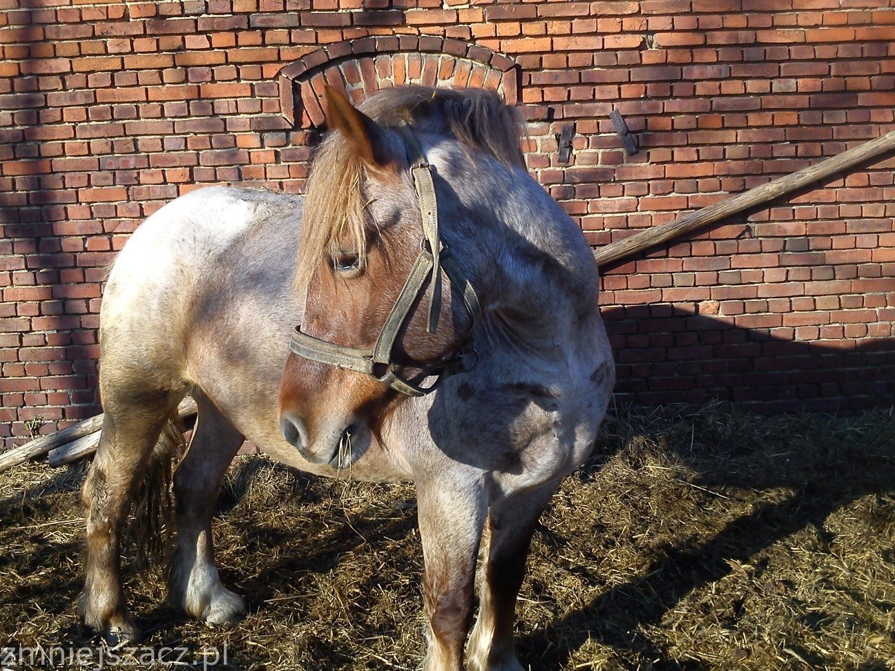 sprzedam klacz — zdjęcie 2