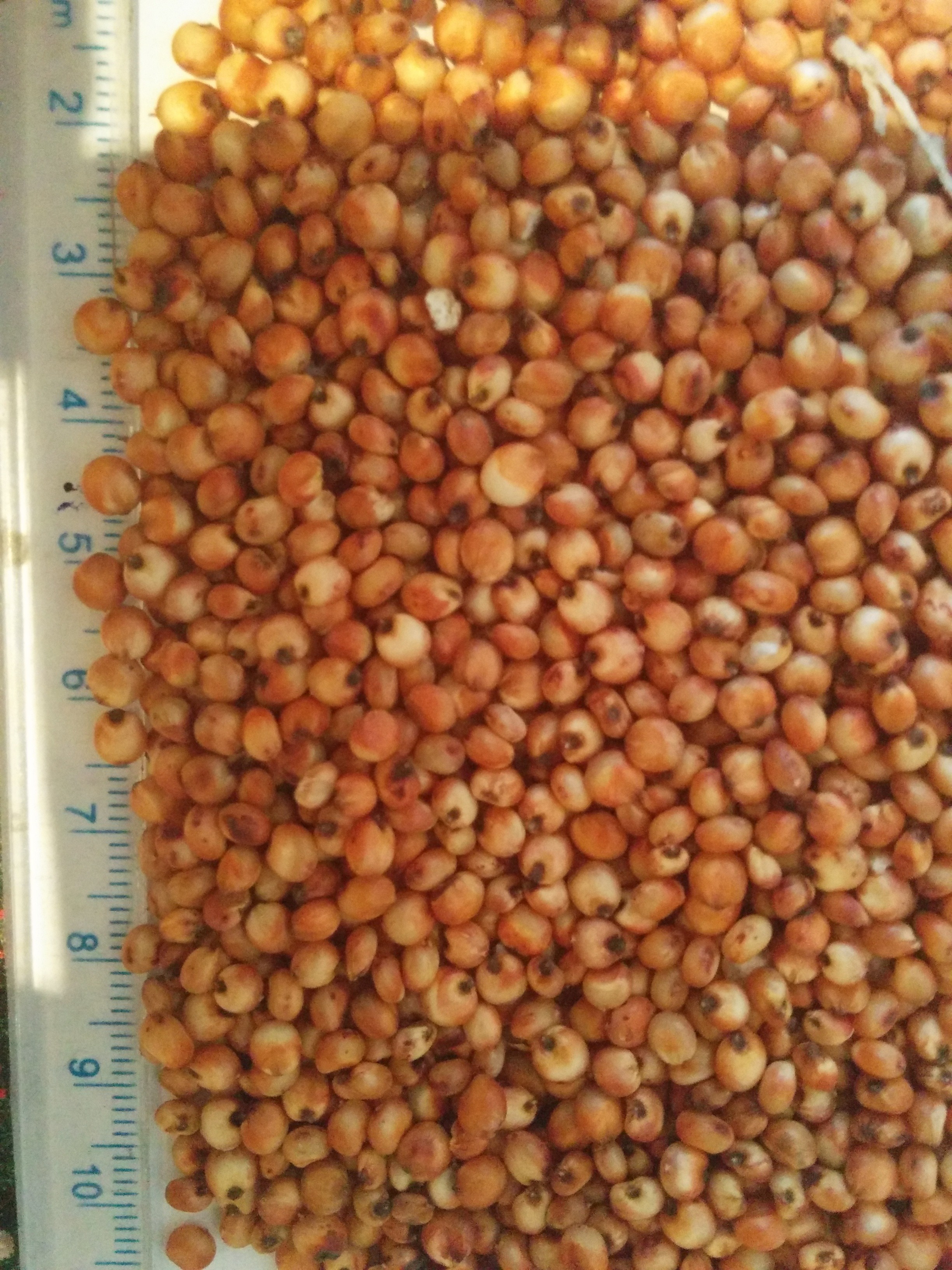 Sorgo czerwone — zdjęcie 2