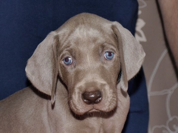Wyżeł weimarski - weimaraner puppies — zdjęcie 3