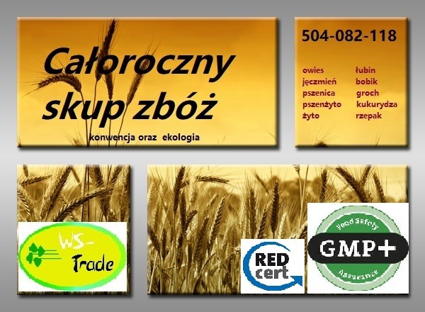 Kupię zboża ekologiczne i konwencjonalne