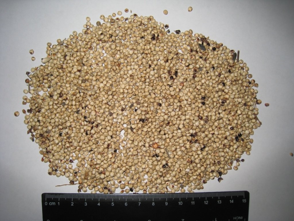 sprzedam sorgo