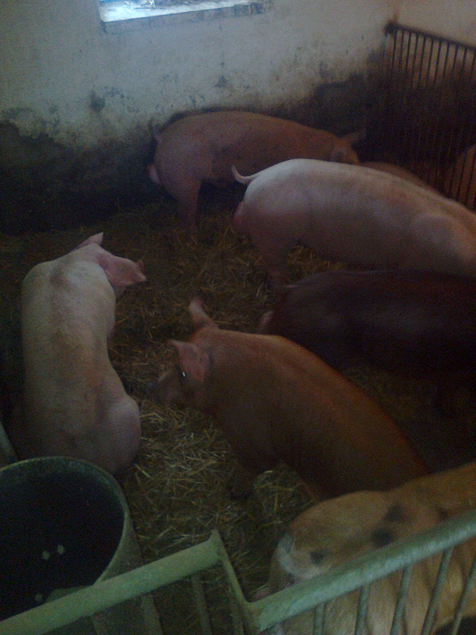 loszki knurki pbz duroc duroc/pietren — zdjęcie 2