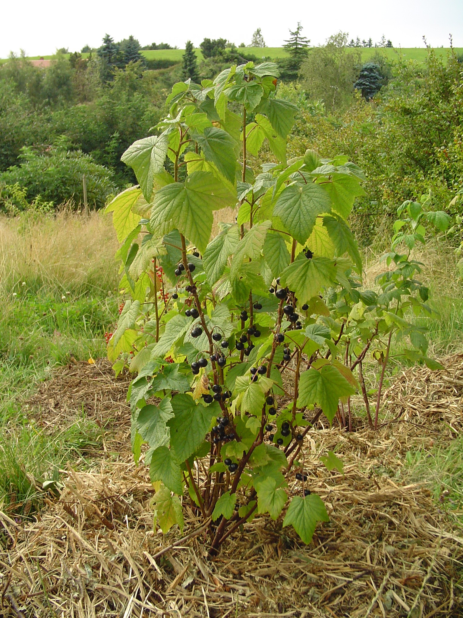 Porzeczka Triton BIO, ekologiczna, sadzonka 100 cm — zdjęcie 1