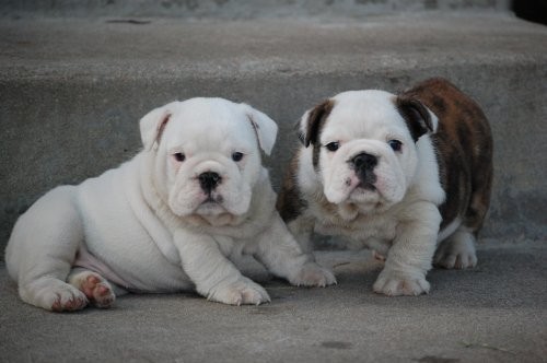 Angielski bulldog szczenięta do przyjęcia