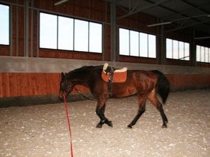jazda konna- nauka i sport- JAZDY PRÓBNE BEZPŁATNE — zdjęcie 3