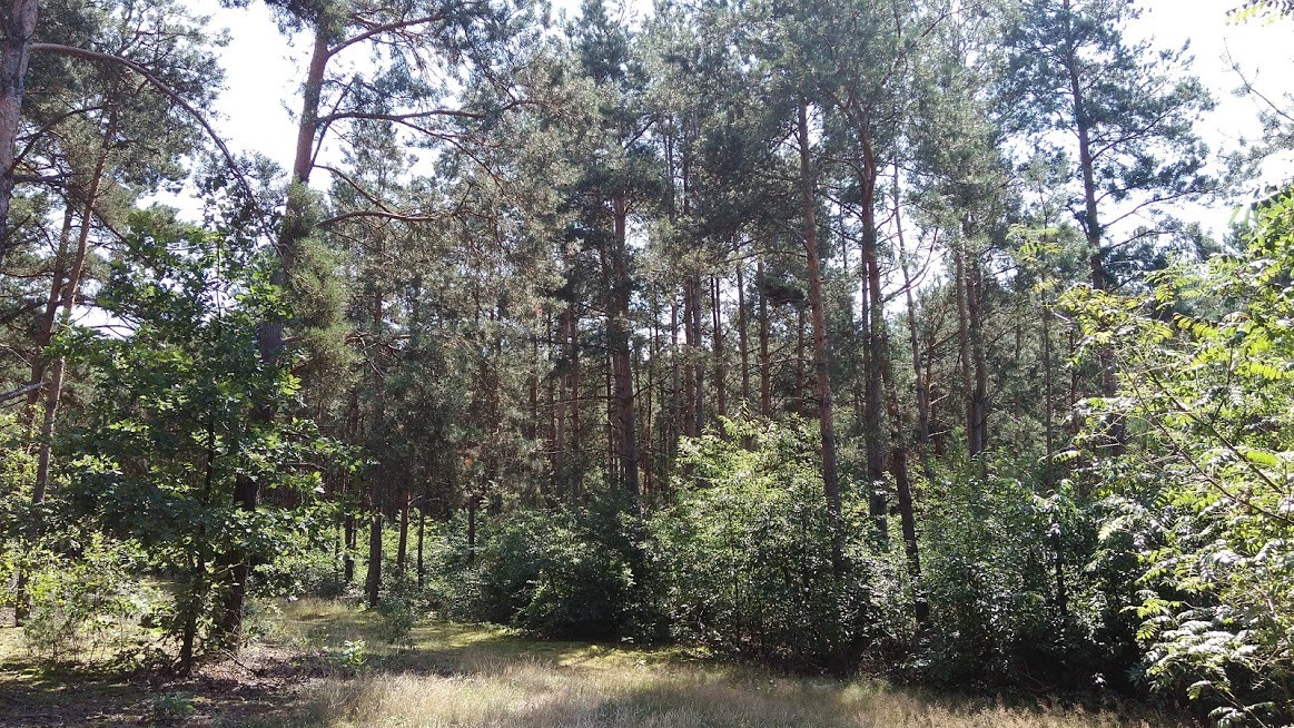 Sprzedam działki leśne 1,79ha, 1,72ha, 1,69ha — zdjęcie 1