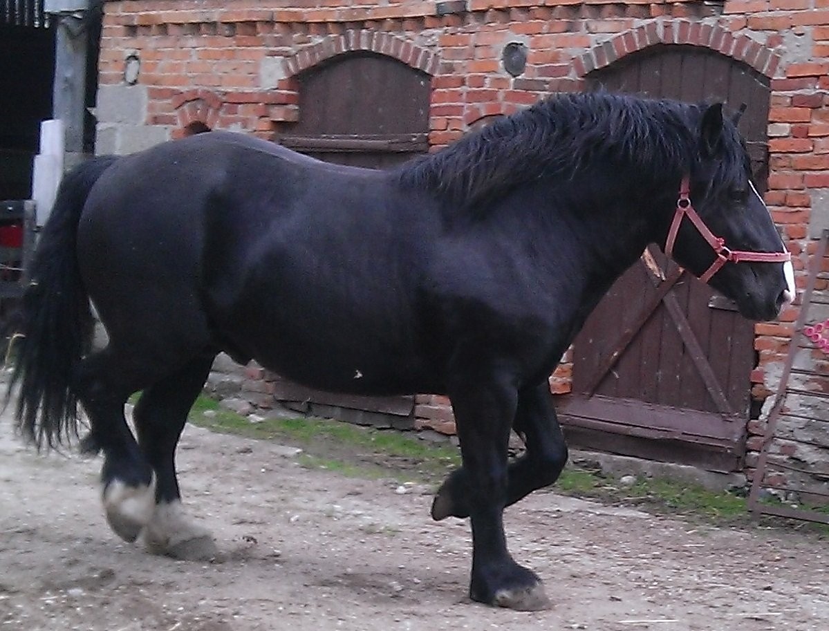 Ogier cygan — zdjęcie 2