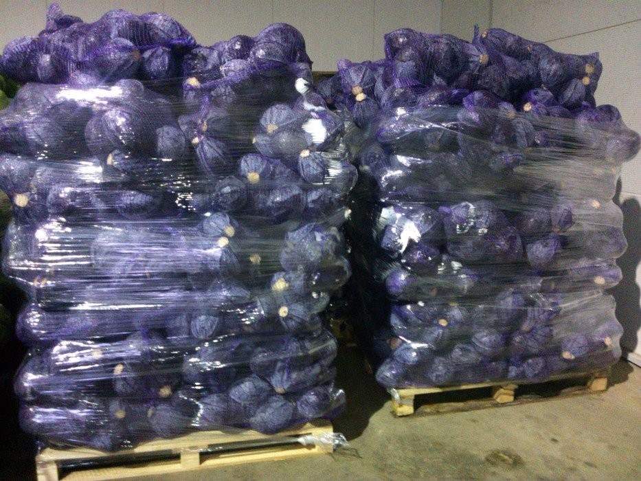 Kupię kapustę czerwoną przemysł 0,40zł/kg