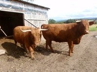 2 krowy Highland cattle / limousine — zdjęcie 1