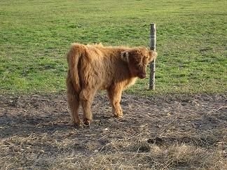 Jalowka i byczek Highland — zdjęcie 1