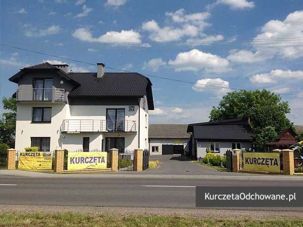 Kurczęta odchowane kury kokoszki Świętokrzyskie Starachowice Mirzec  — zdjęcie 4