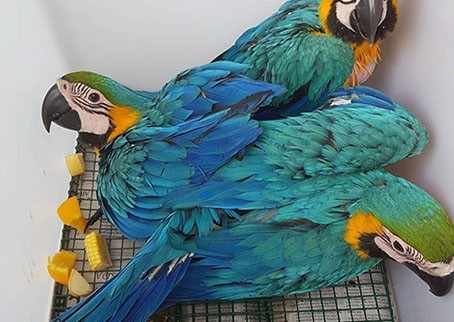 Available Fertile Parrots Eggs And Parrots  — zdjęcie 3