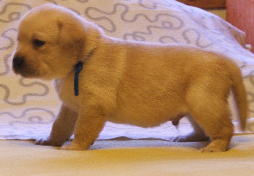 labrador biszkoptowe szczeniaki — zdjęcie 4