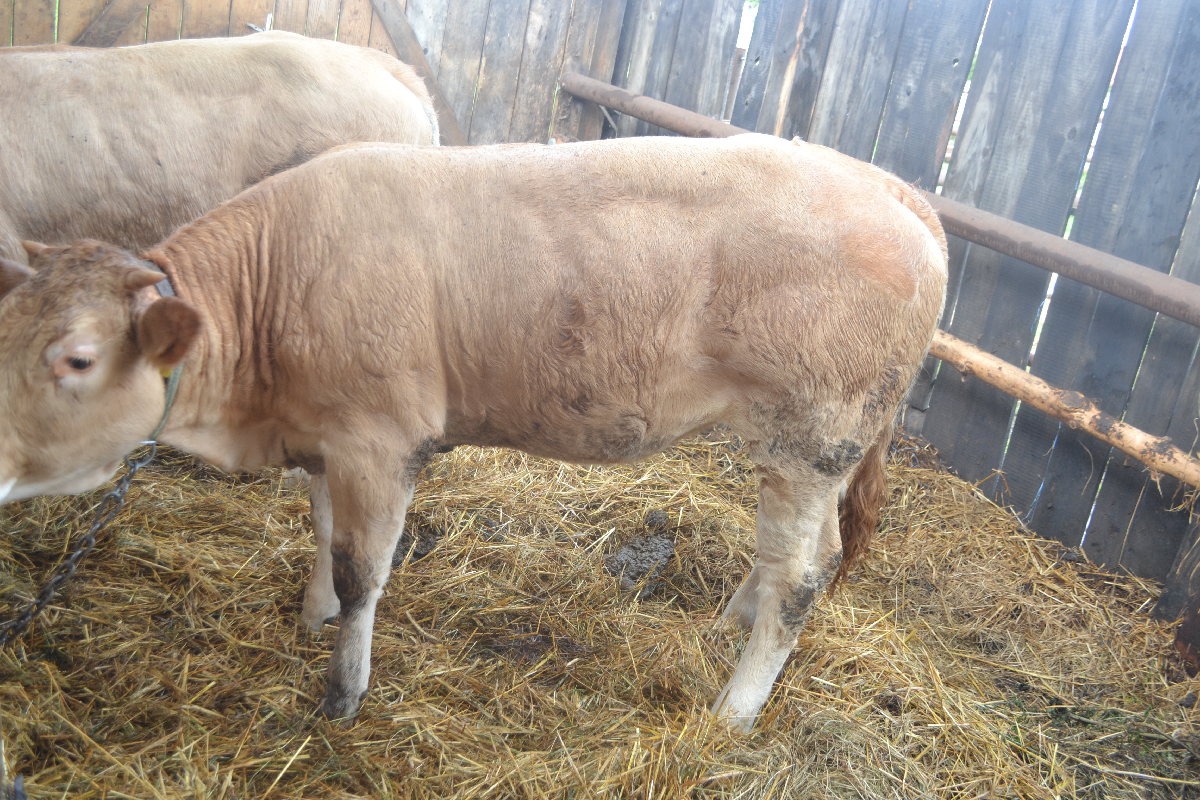 JAŁÓWKI MIĘSNE RASY BLONDE D'AQUITAINE — zdjęcie 2