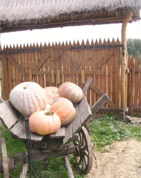 Ukraina.Miod,ule,pasieki,gospodarstwa rolne.Tanio! — zdjęcie 5